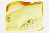 Detailed Silken Fungus Beetle (Atomaria) in Baltic Amber #284708-2